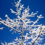 snowy branches - photo by: ryan sterritt