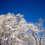 snow covered trees - photo by: ryan sterritt