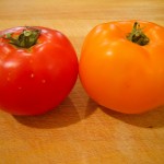 early girl & orange blossom tomatoes - photo by: ryan sterritt