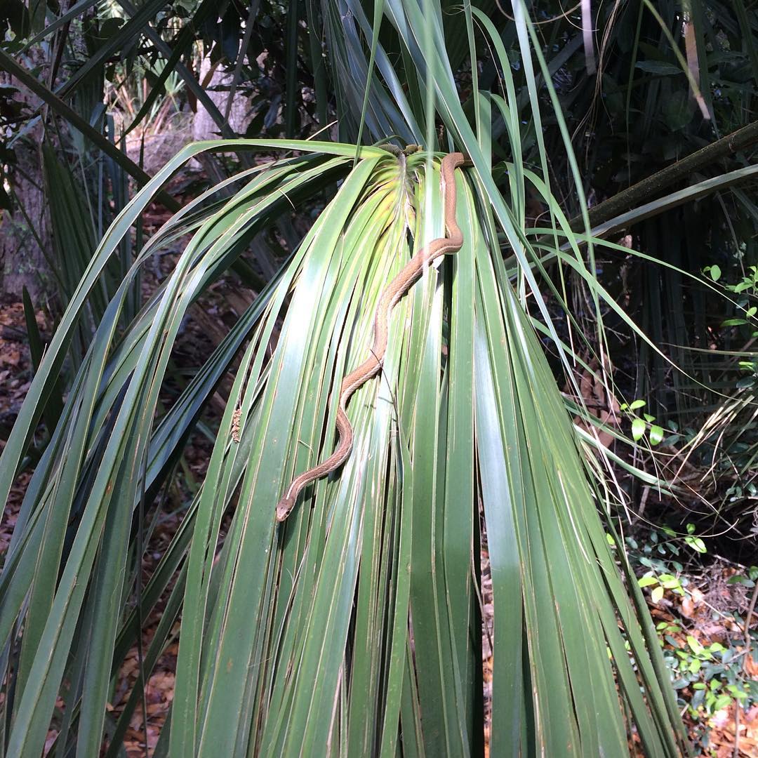 As seen on walk from #dungenessruins #cumberlandisland Anyone know what kind of snake this is???