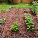 garden - photo by: miguel martinez