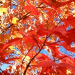 fall leaves at falls - photo by: ryan sterritt