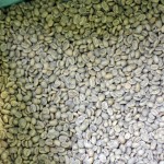 raw coffee beans - photo by: ryan sterritt