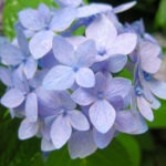 blue bloom - photo by: ryan sterritt