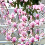 bloom in focus - photo by: ryan sterritt