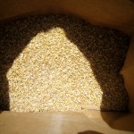 cracked grains - photo by: ryan sterritt