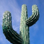 cactus - photo by: ryan sterritt