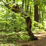 crazy tree - photo by: ryan sterritt