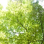 green leaves - photo by: ryan sterritt