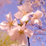 cherry blossom - photo by: ryan sterritt
