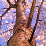 looking up - photo by: ryan sterritt