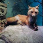 fox - photo by: ryan sterritt