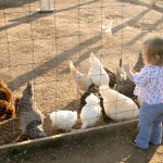 clem vs the chickens - photo by: ryan sterritt