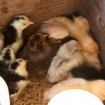 chicks - photo by: ryan sterritt