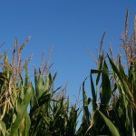 corn vs sky - photo by: ryan sterritt