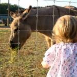 clem vs the donkey - photo by: ryan sterritt