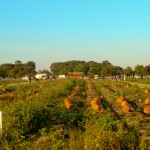 pumpkin patch - photo by: ryan sterritt