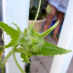 cucumber plants - photo by: ryan sterritt