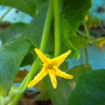 cucumber plants - photo by: ryan sterritt