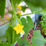 cucumber plants - photo by: ryan sterritt