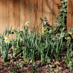 blooming daffodils - photo by: ryan sterritt