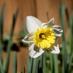daffodil - photo by: ryan sterritt