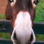 donkey friend - photo by: ryan sterritt