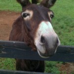 donkey friend - photo by: ryan sterritt