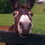 donkey friend - photo by: ryan sterritt