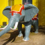 elephant - photo by: ryan sterritt