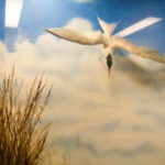 diving bird diarama - photo by: ryan sterritt