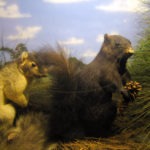 squirrel diarama - photo by: ryan sterritt