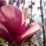 japanese bloom - photo by: ryan sterritt