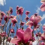 japanese blooms - photo by: ryan sterritt