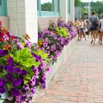 window boxes - photo by: ryan sterritt