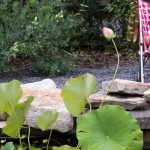 lily pond - photo by: ryan sterritt