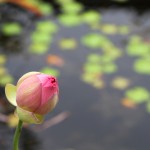 lily bloom - photo by: ryan sterritt