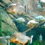 piranhas - photo by: ryan sterritt