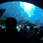 underwater tunnel - photo by: ryan sterritt