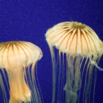 jellyfish - photo by: ryan sterritt