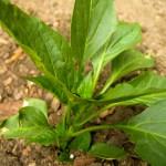 bell pepper - photo by: ryan sterritt