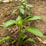 bell peppers - photo by: angela nichols