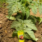 bush goliath tomato - photo by: ryan sterritt