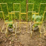 cucumber pots - photo by: ryan sterritt