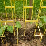 cucumber plants - photo by: ryan sterritt