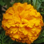 marigold - photo by: ryan sterritt