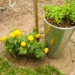 marigold & mint - photo by: ryan sterritt