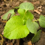 okra - photo by: ryan sterritt