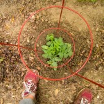 tomato plant - photo by: angela nichols