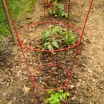 tomato cages - photo by: angela nichols